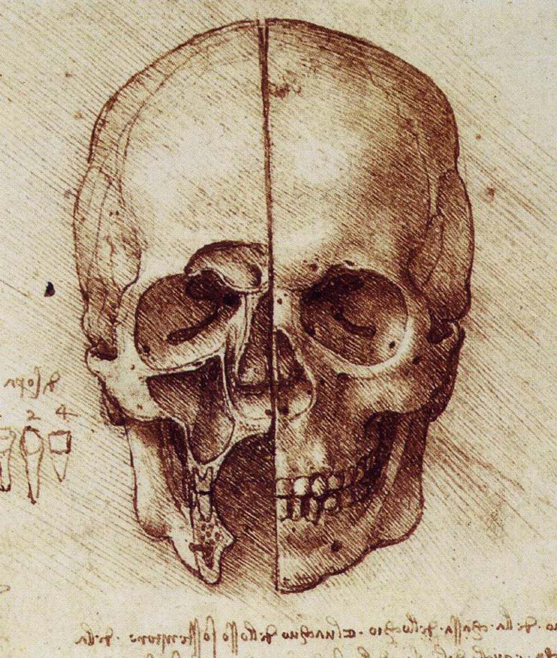 Leonardo da Vinci - Closed skull